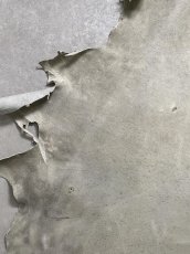 画像3: (お客様専用商品)クードゥー　アイスグレー　クーズー　KUDU (3)