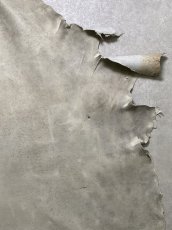 画像5: (お客様専用商品)クードゥー　アイスグレー　クーズー　KUDU (5)