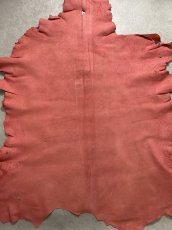 画像12: クードゥー　レッド　クーズー　KUDU (12)