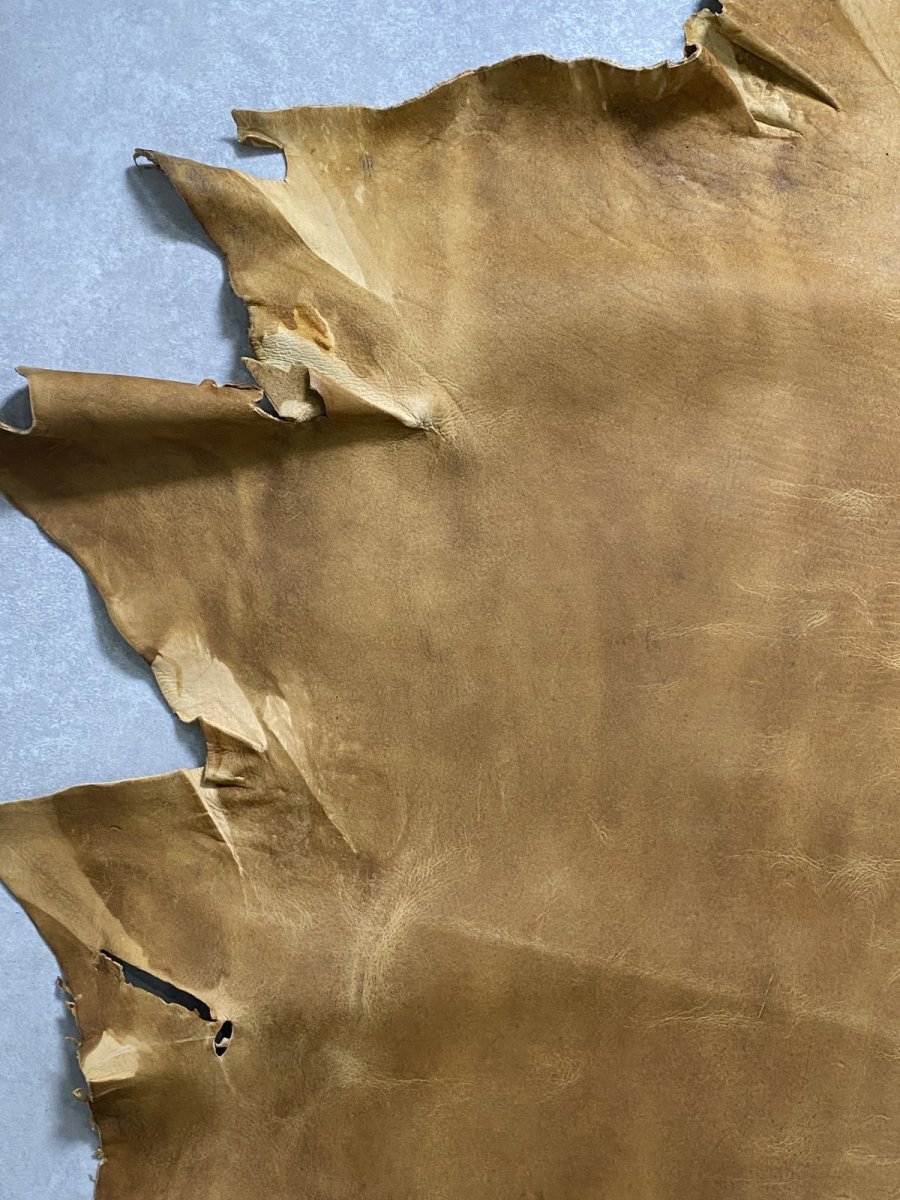 画像2: クードゥー　イエロー　クーズー　KUDU (2)