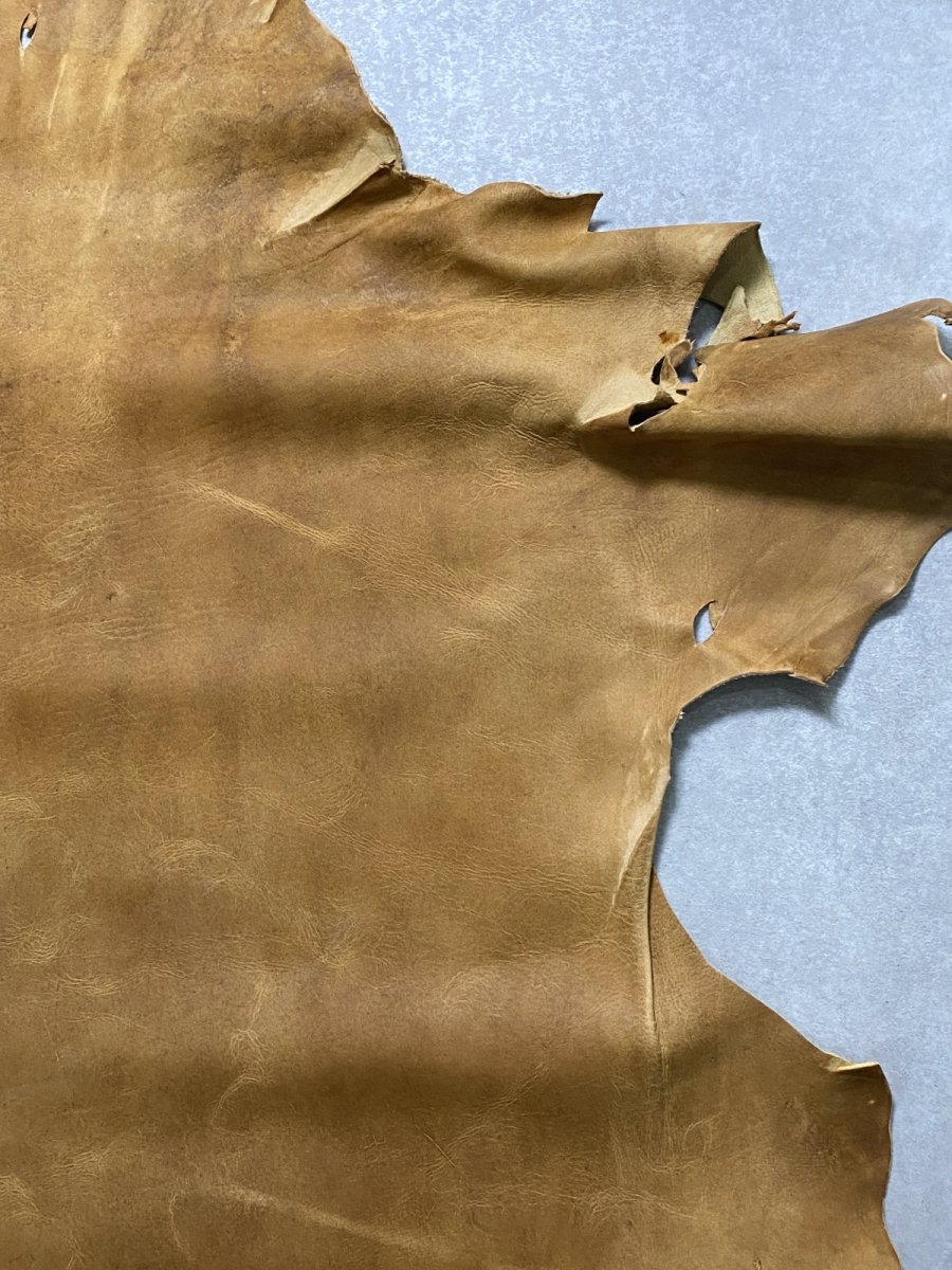 画像3: クードゥー　イエロー　クーズー　KUDU (3)