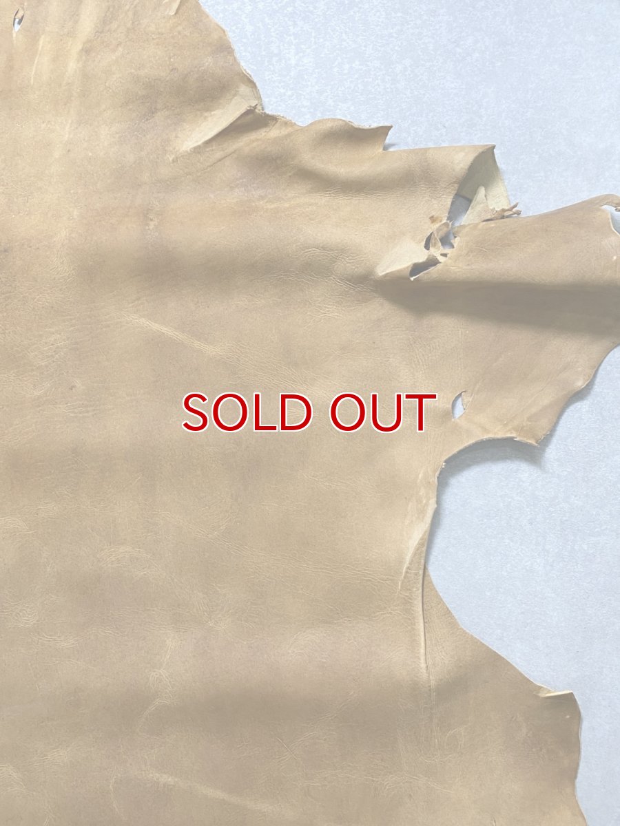 画像3: クードゥー　イエロー　クーズー　KUDU (3)