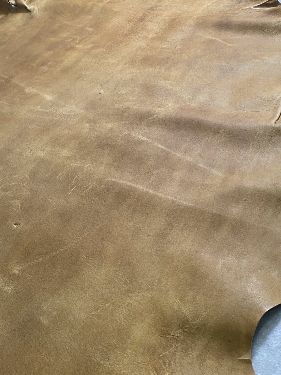 画像7: クードゥー　イエロー　クーズー　KUDU (7)