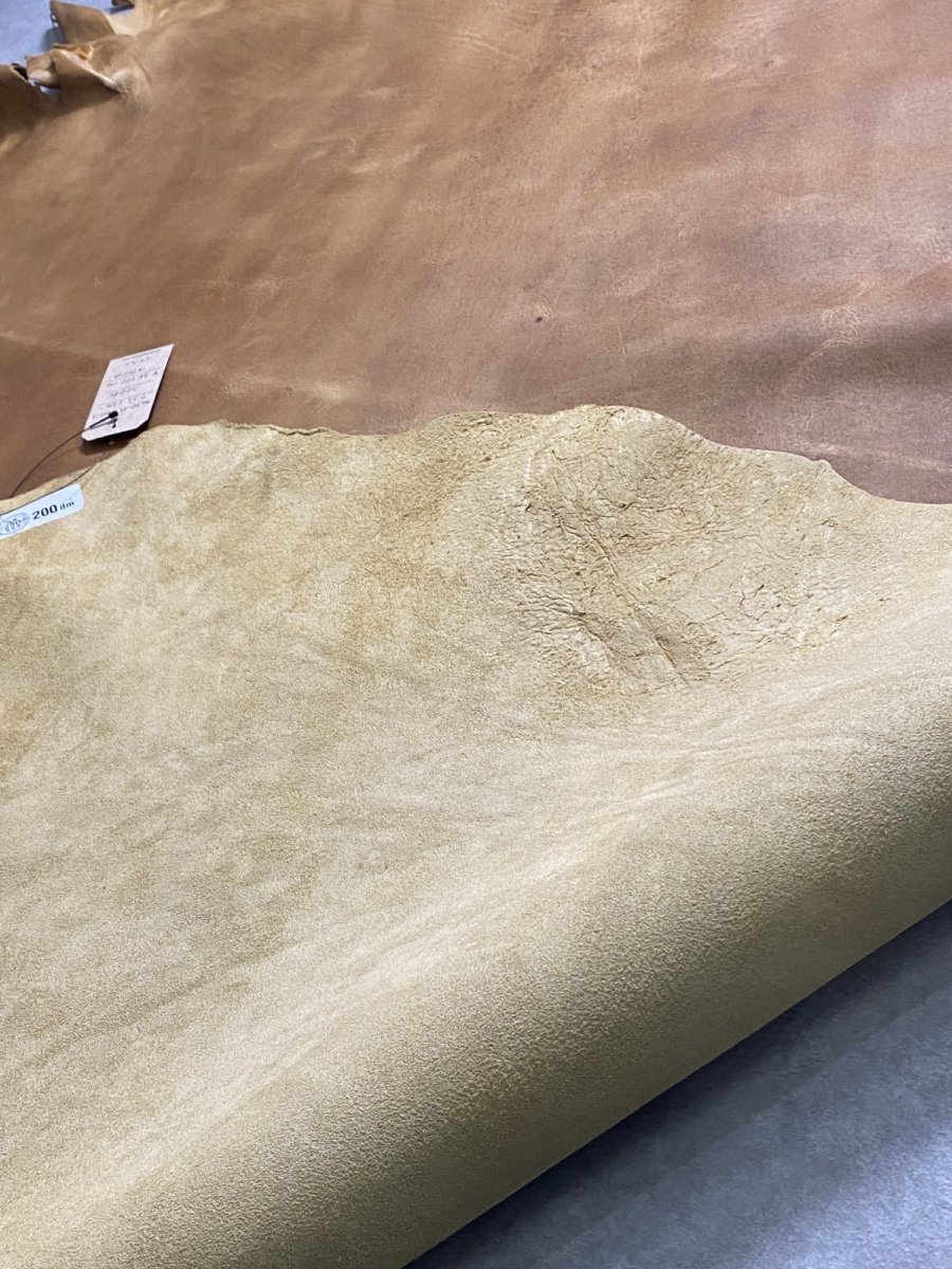 画像8: クードゥー　イエロー　クーズー　KUDU (8)