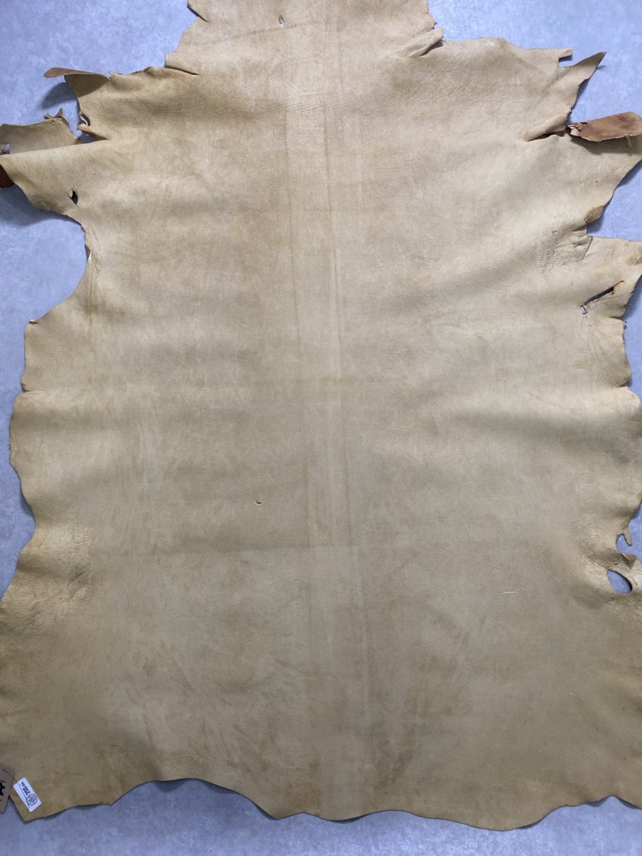 画像10: クードゥー　イエロー　クーズー　KUDU (10)