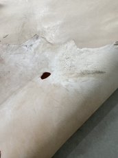 画像10: クードゥー　ヌメ革　ナチュラル　KUDU　クーズー (10)