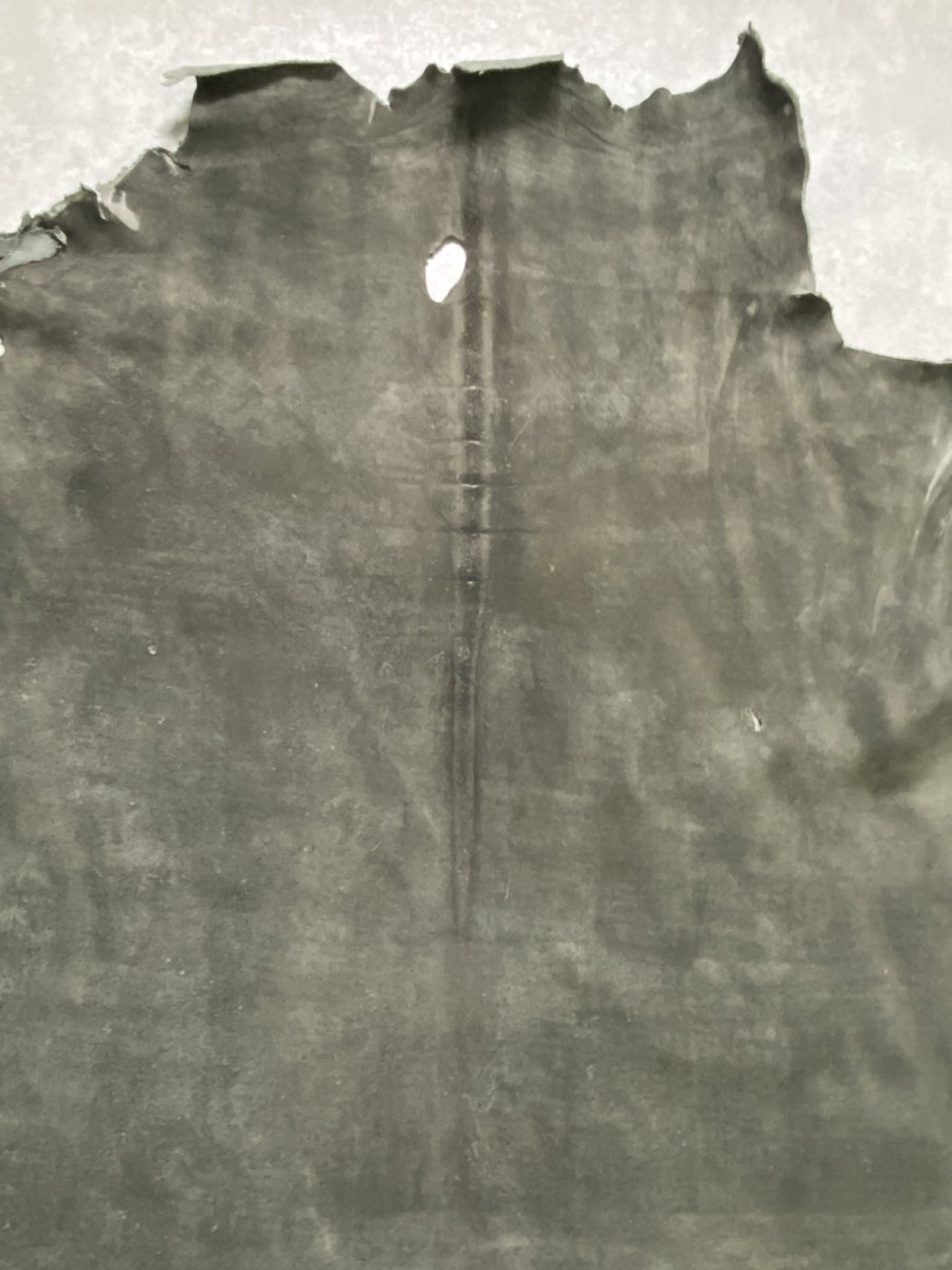 画像3: クードゥー　グレー　クーズー　KUDU (3)