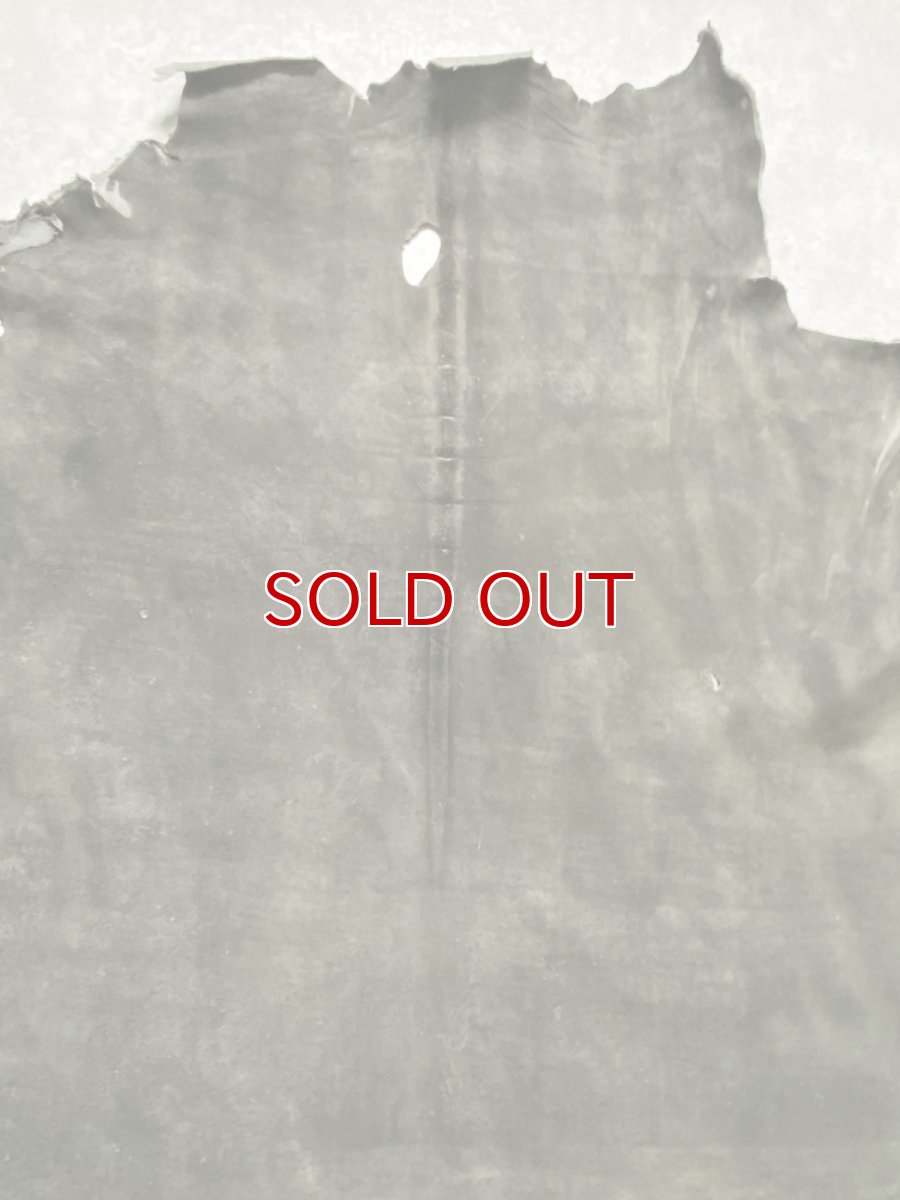 画像3: クードゥー　グレー　クーズー　KUDU (3)