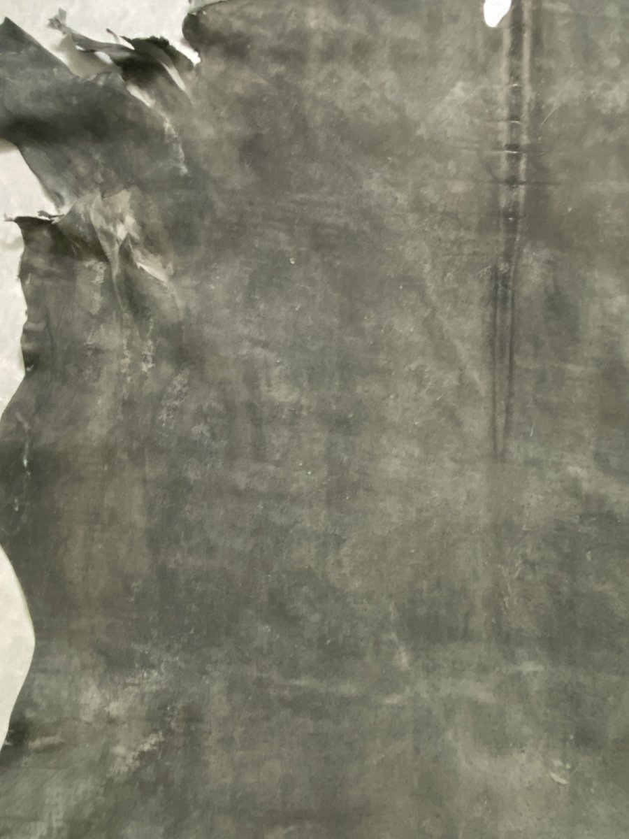 画像4: クードゥー　グレー　クーズー　KUDU (4)