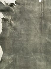 画像4: クードゥー　グレー　クーズー　KUDU (4)
