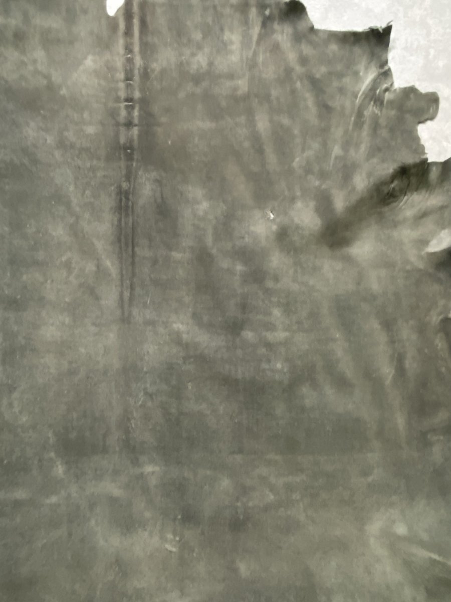 画像5: クードゥー　グレー　クーズー　KUDU (5)