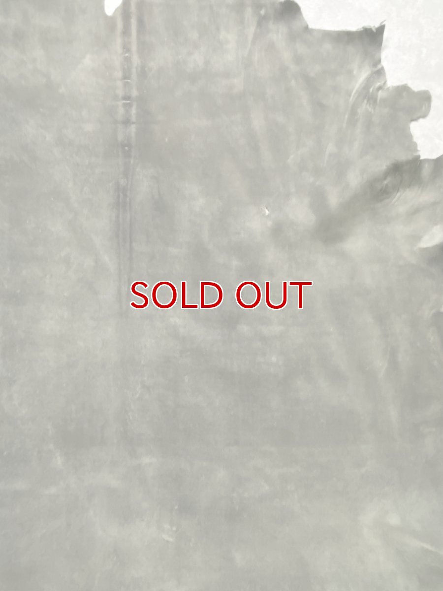 画像5: クードゥー　グレー　クーズー　KUDU (5)