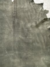 画像5: クードゥー　グレー　クーズー　KUDU (5)