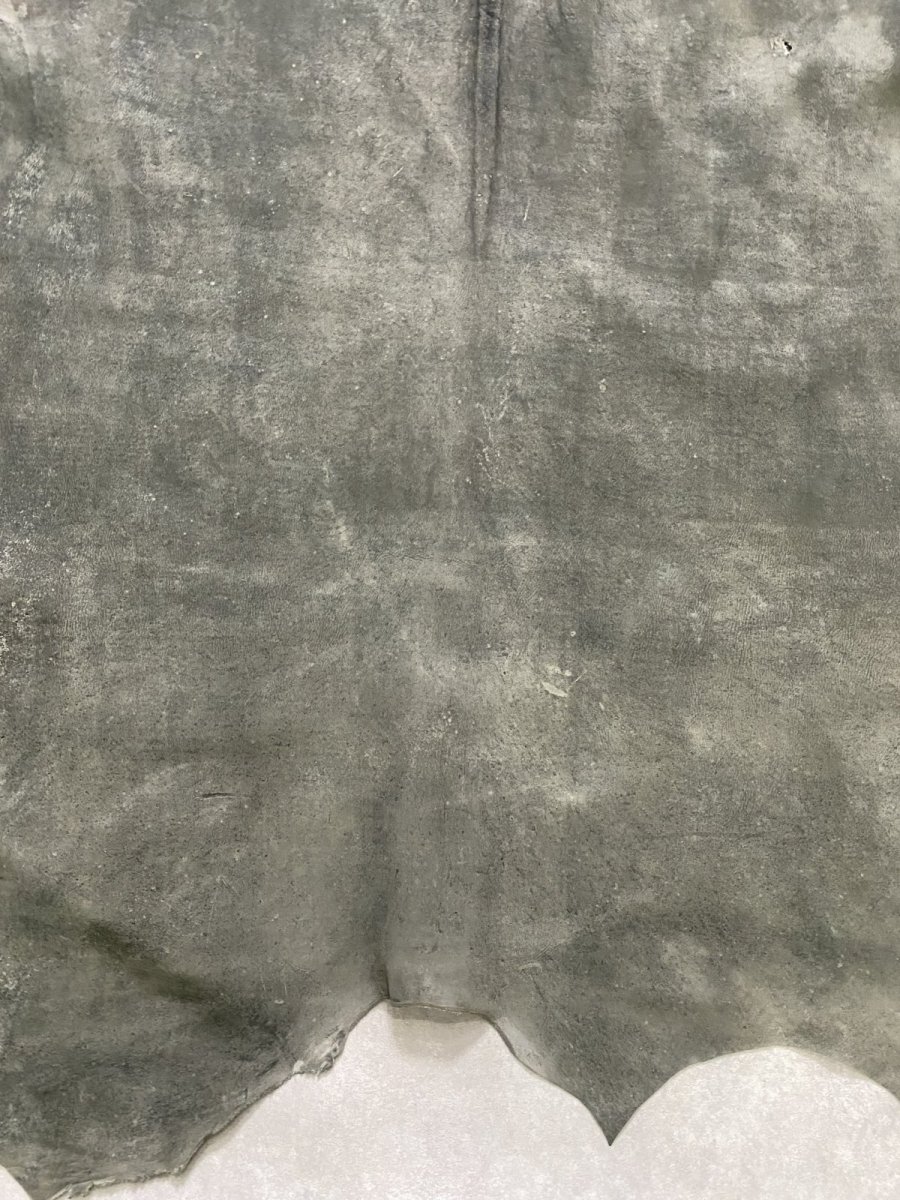 画像7: クードゥー　グレー　クーズー　KUDU (7)