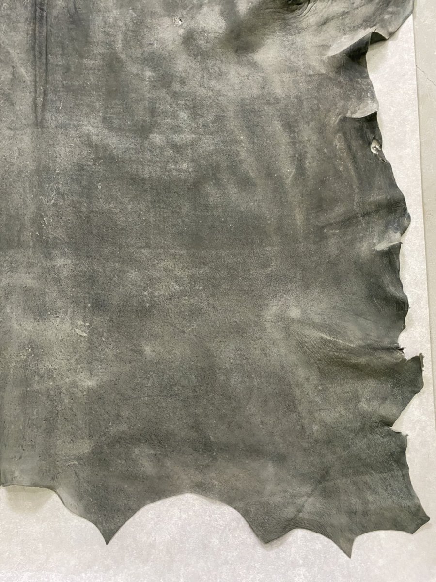 画像8: クードゥー　グレー　クーズー　KUDU (8)