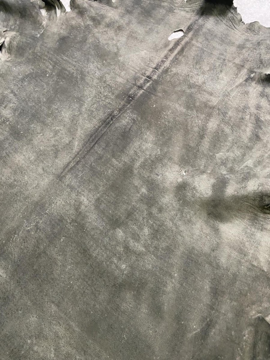 画像9: クードゥー　グレー　クーズー　KUDU (9)