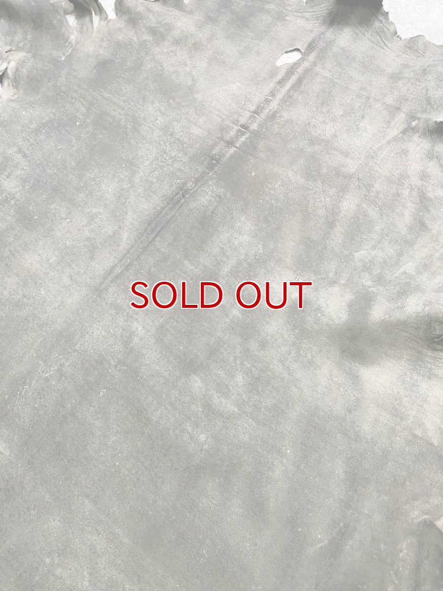 画像9: クードゥー　グレー　クーズー　KUDU (9)