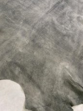 画像10: クードゥー　グレー　クーズー　KUDU (10)
