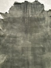 画像3: クードゥー　グレー　クーズー　KUDU (3)