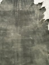 画像5: クードゥー　グレー　クーズー　KUDU (5)