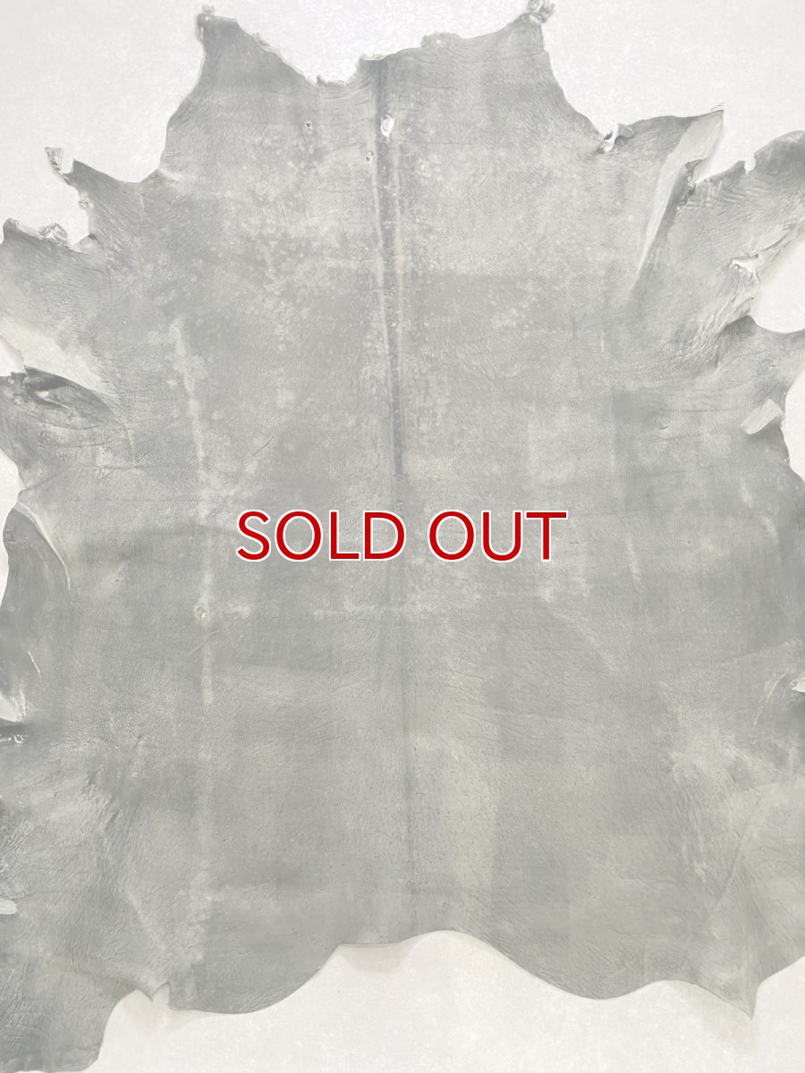 画像1: クードゥー　グレー　クーズー　KUDU (1)