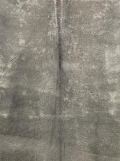 画像2: クードゥー　グレー　クーズー　KUDU (2)