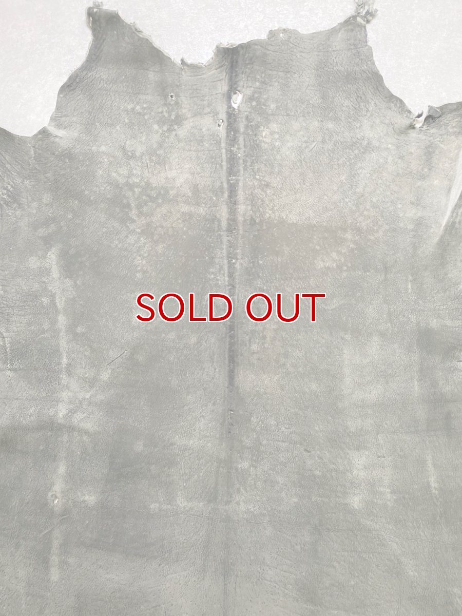 画像3: クードゥー　グレー　クーズー　KUDU (3)