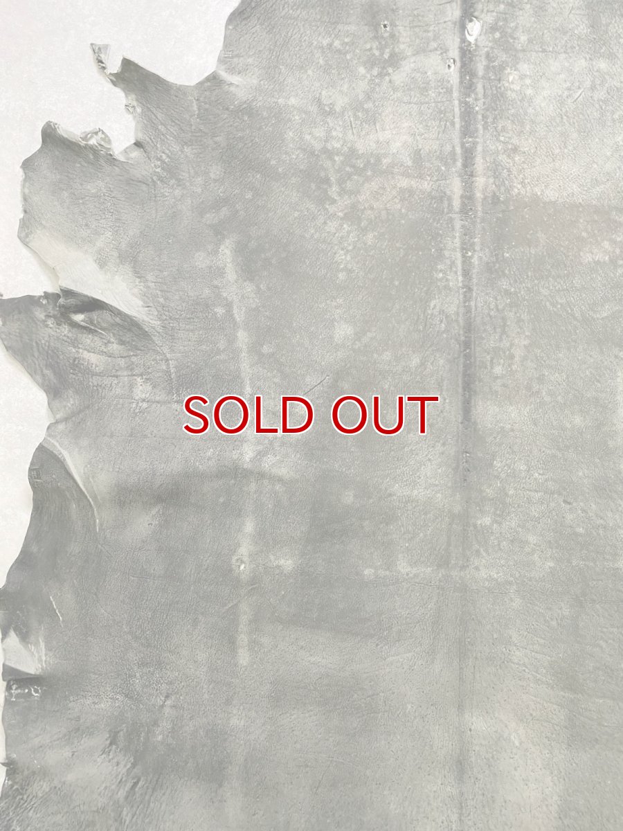 画像4: クードゥー　グレー　クーズー　KUDU (4)