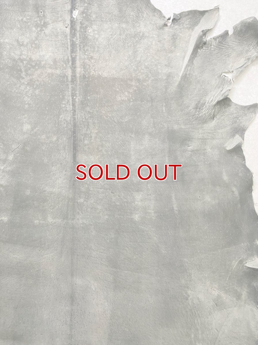 画像5: クードゥー　グレー　クーズー　KUDU (5)