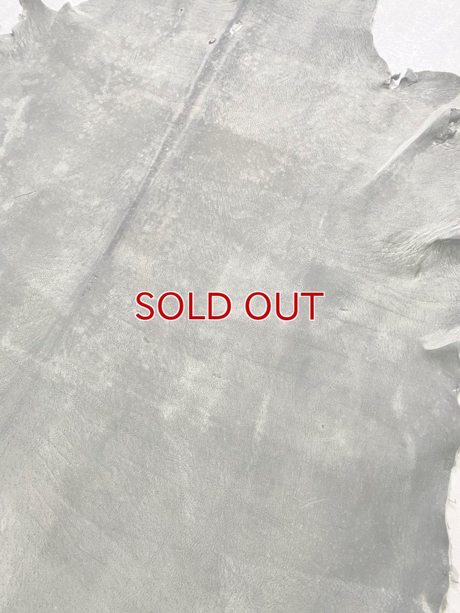 画像9: クードゥー　グレー　クーズー　KUDU (9)