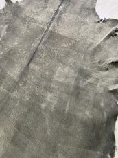 画像9: クードゥー　グレー　クーズー　KUDU (9)