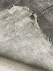 画像12: クードゥー　グレー　クーズー　KUDU (12)