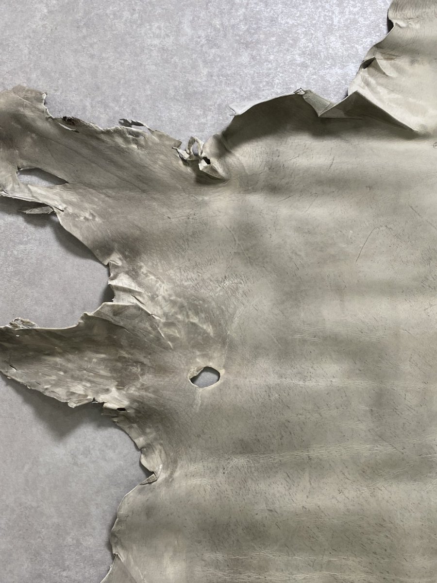 画像2: クードゥー　アイスグレー　クーズー　KUDU (2)