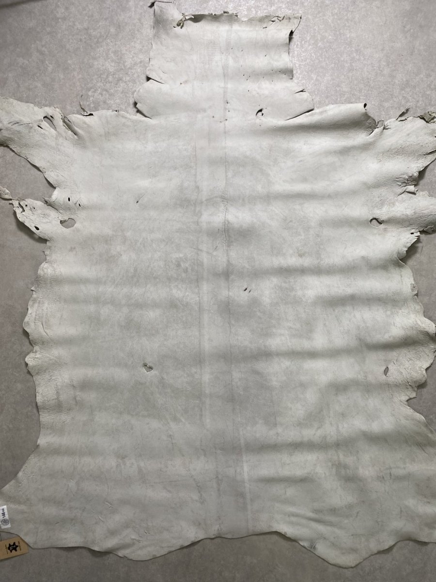 画像11: クードゥー　アイスグレー　クーズー　KUDU (11)