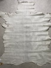 画像11: クードゥー　アイスグレー　クーズー　KUDU (11)