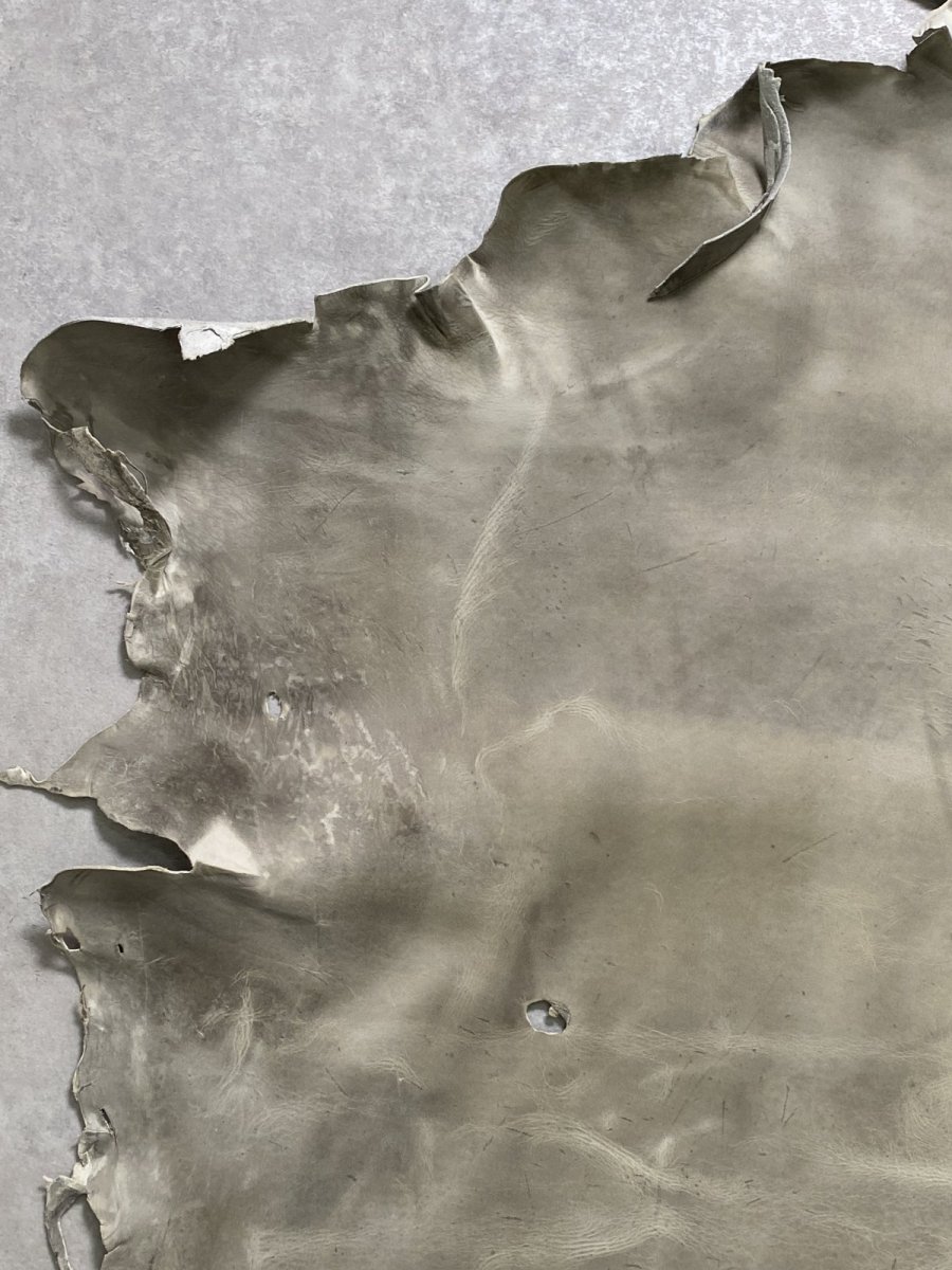 画像2: クードゥー　アイスグレー　クーズー　KUDU (2)