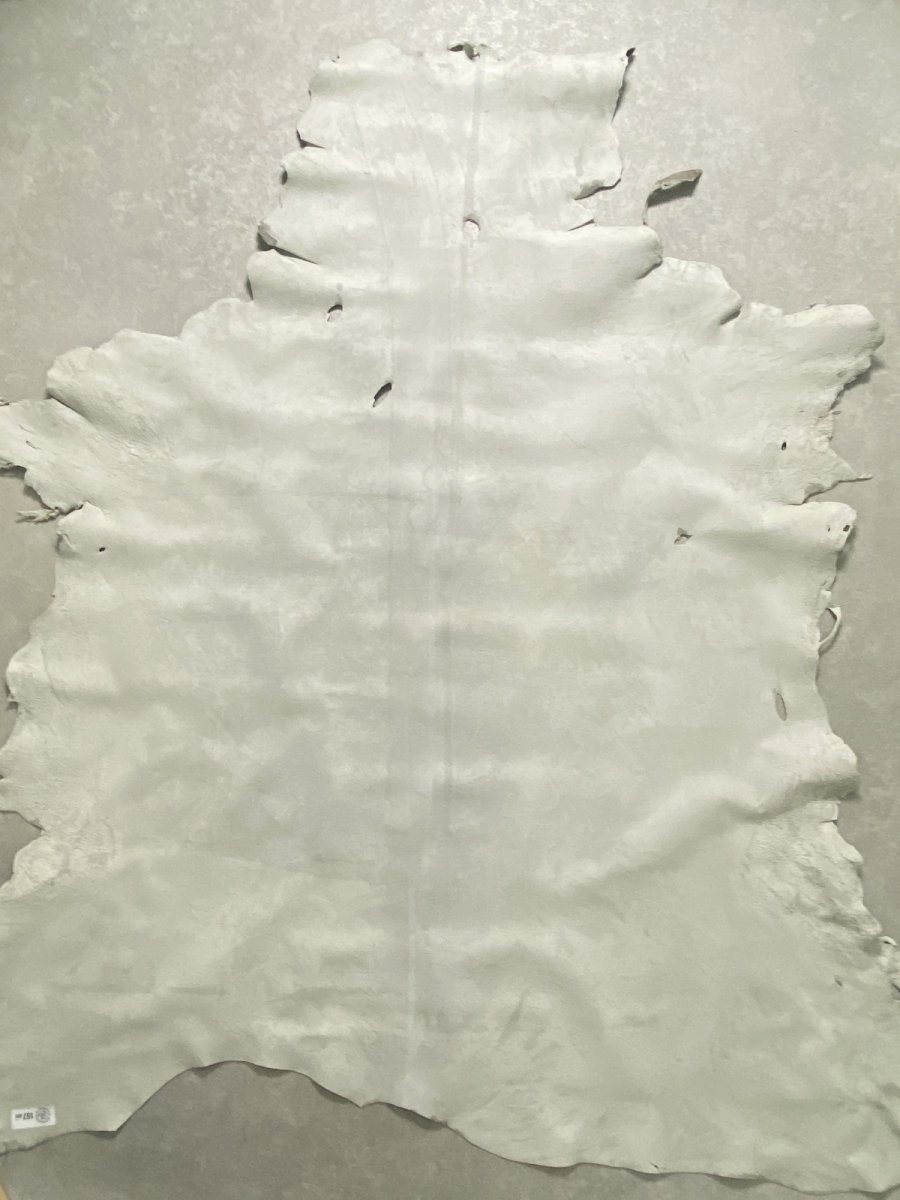 画像11: クードゥー　アイスグレー　クーズー　KUDU (11)