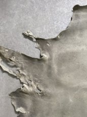 画像2: クードゥー　アイスグレー　クーズー　KUDU (2)