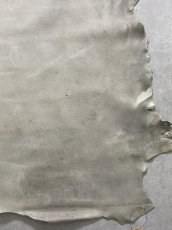 画像6: クードゥー　アイスグレー　クーズー　KUDU (6)