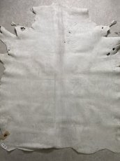 画像11: クードゥー　アイスグレー　クーズー　KUDU (11)