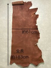 画像11: クードゥー　ブラウン　半裁　クーズー　KUDU (11)