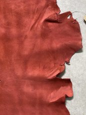 画像6: クードゥー　レッド　半裁　クーズー　KUDU (6)