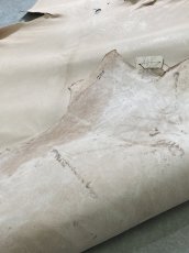 画像9: クードゥー　ヌメ革　ナチュラル　KUDU　クーズー (9)