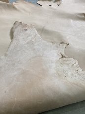 画像9: クードゥー　ヌメ革　ナチュラル　KUDU　クーズー (9)