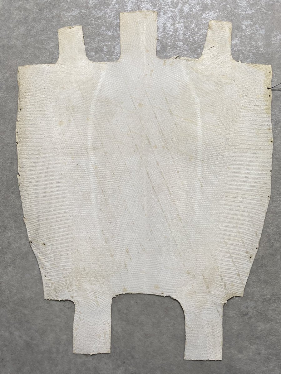 画像8: リザード　トカゲ革　オフホワイト　28cm　エキゾチックレザー (8)