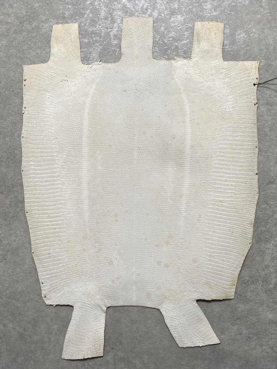 画像10: リザード　トカゲ革　オフホワイト　28cm　エキゾチックレザー (10)