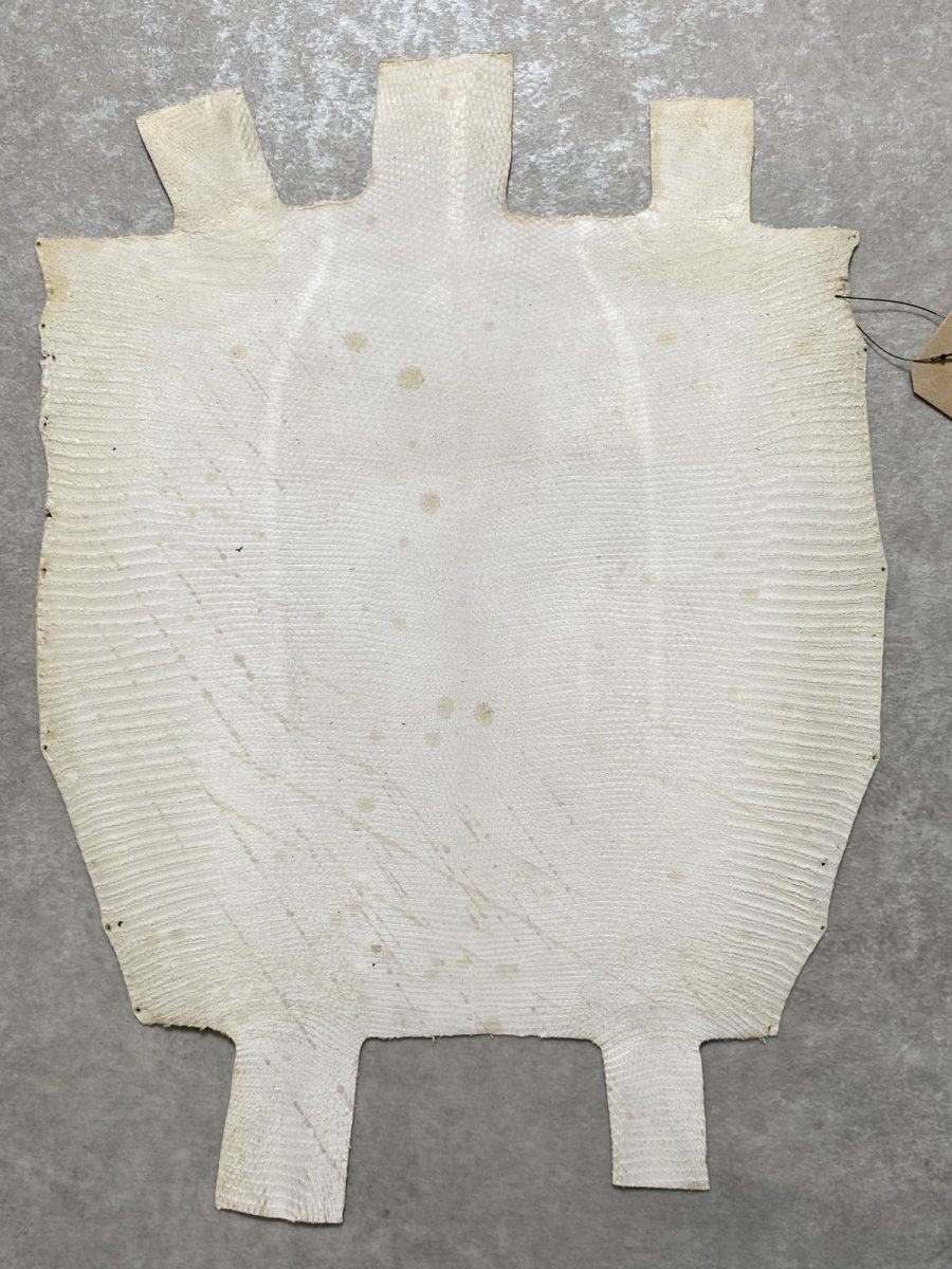 画像7: リザード　トカゲ革　オフホワイト　28cm　エキゾチックレザー (7)