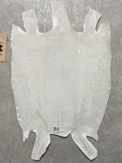 画像8: リザード　トカゲ革　ホワイト　29cm　エキゾチックレザー (8)