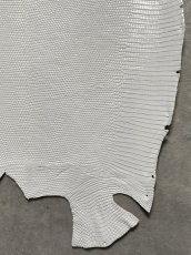 画像5: リザード　トカゲ革　ホワイト　29cm　エキゾチックレザー (5)