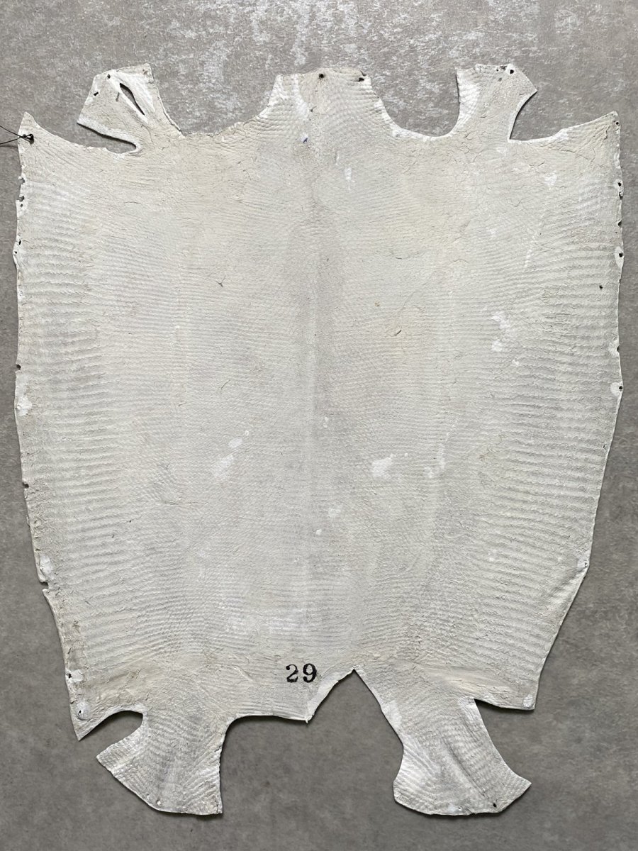 画像8: リザード　トカゲ革　ホワイト　29cm　エキゾチックレザー (8)